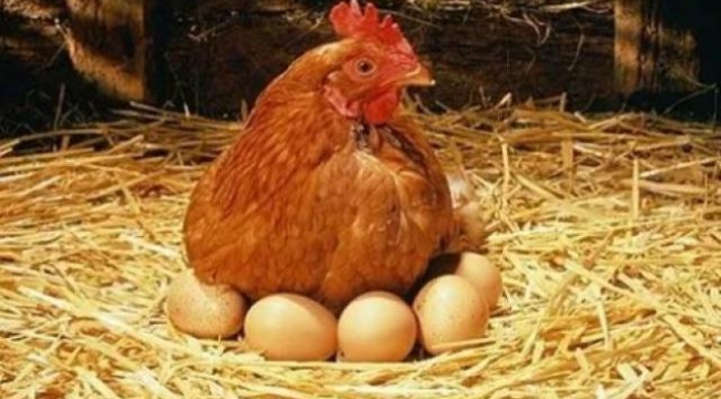 Yumurta fiyatlarında 'kuş gribi' etkisi: Artmaya devam edecek