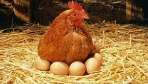 Yumurta fiyatlarında 'kuş gribi' etkisi: Artmaya devam edecek