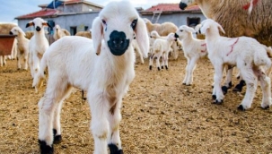 İlk akademik kuzular gözlerini dünyaya açtı