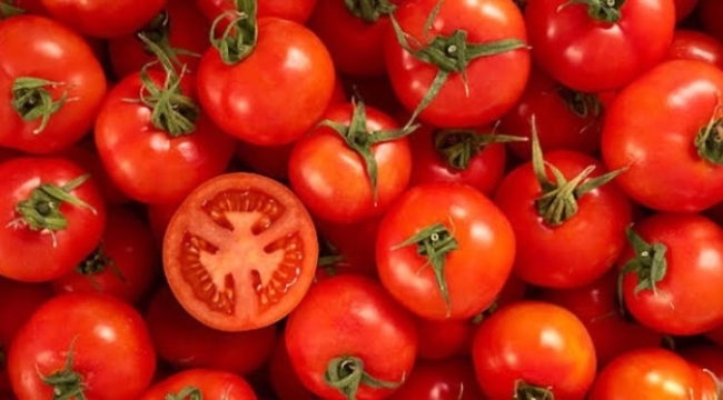 Uzay domatesleri Dünya'ya dönüyor