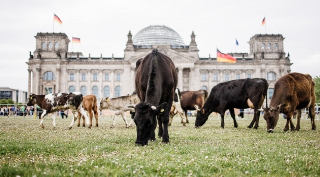 Almanya'da aktivistler meclis önünde inek otlattı