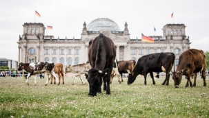 Almanya'da aktivistler meclis önünde inek otlattı