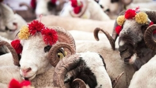 Kurban Bayramı için hazırlıklar başladı