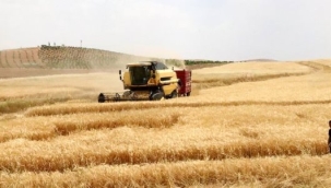 IMF: Karadeniz girişiminin duraklaması tahıl fiyatlarını yüzde 15'e kadar artırabilir