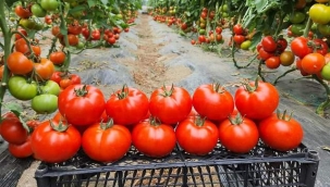 Antalya'da domates miktarı azalınca, fiyatı arttı
