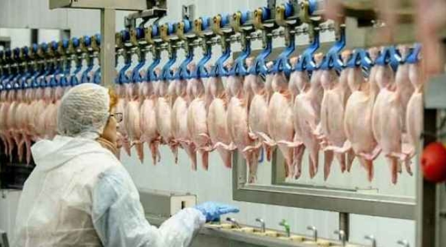 Tavuk eti üretimi Haziran'da yüzde 19,7 azaldı