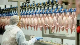 Tavuk eti üretimi Haziran'da yüzde 19,7 azaldı