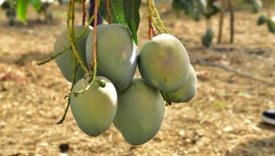 ALANYA'DA AVOKADO VE MANGO TEMALI TROPİKAL MEYVE FESTİVALİ BAŞLIYOR