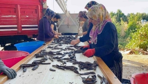 Geçen sene kilosu 40 TL olan keçiboynuzu ağaçta kaldı