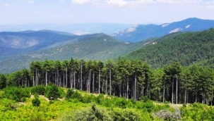 11 ilde orman sınırları değişti! Resmi Gazete'de yayınlandı.