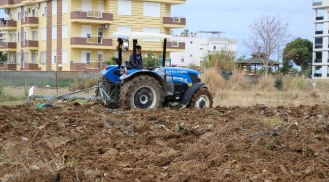 GAZİPAŞA BELEDİYESİ ATA TOHUM KARAKILÇIK BUĞDAYINI TOPRAKLA BULUŞTURDU 