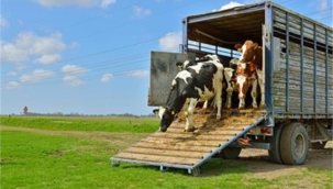 Hayvan nakillerine ilişkin düzenleme ertelendi