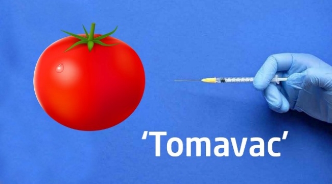 Dünyanın ilk yenilebilir domates bazlı Kovid-19 aşısı geliştirildi