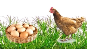 Tavuk yumurtası üretimi yüzde 2 azaldı