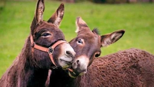 Afrika Birliği, eşek derisi ticaretini yasakladı