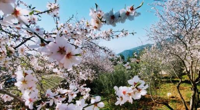 Alanya'da Badem çiçekleri festivale dönüştü