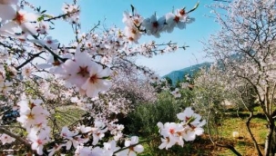 Alanya'da Badem çiçekleri festivale dönüştü