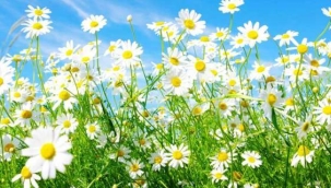 İlk cemre havaya düştü