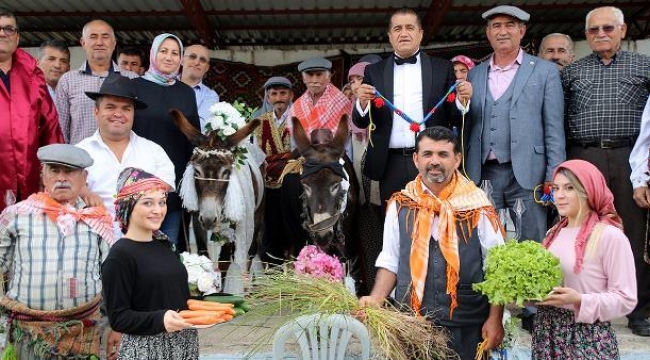 Antalya'da iki eşeğe nikah kıyıldı: Traktörle balayına gönderildiler