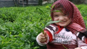 ÇAYKUR'da 2024 yaş çay sezonu başlıyor