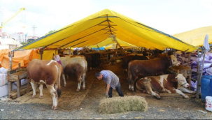 Tarım ve Orman Bakanlığı, kurbanlık sevkinde uyulacak kuralları belirledi