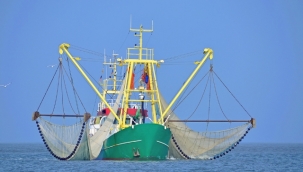 Denizlerde en fazla hamsi avlandı