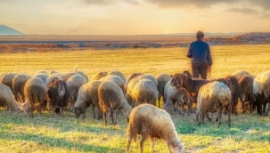 Hayvancılıkta destek tutarları belli oldu