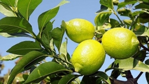 Limon dalında fiyatı 30 kuruşa kadar düşmüştü, hepsi depoda çürüdü: Kilosu 80 lira oldu