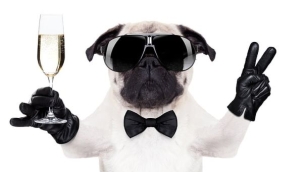 Sokak hayvanları yasası: Teklifin ilk 3 maddesi kabul edildi, ötanazi ertelendi