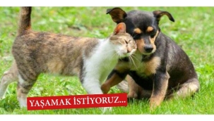 Sokak hayvanlarına ilişkin kanun teklifi: Genel Kurul'dan geçerek yasalaştı