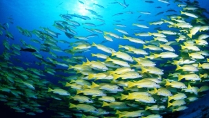 Antalya'da rekor sıcaklık denizdeki balık türlerini ve omurgasız canlıları yok ediyor