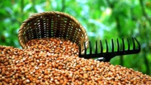 TMO kabuklu fındık alım esaslarını açıkladı