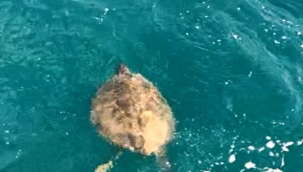 Alanya'da dev carretta caretta ile 1,5 saat yüzdüler