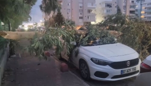 Alanya'da otomobilin üzerine ağaç devrildi