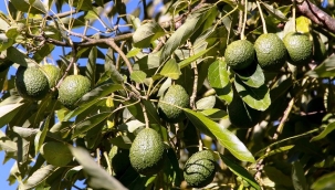 Alanya'daki avokado üreticileri dikkat! Bu hizmet sizin için