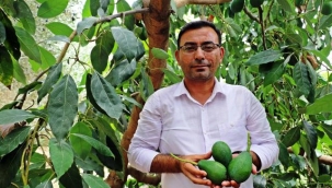 Alanya'nın avokado üretimindeki hedefi açıklandı