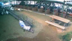 Başına çuval geçen cüce keçi diğer keçilerin kabusu oldu