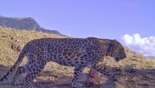 Bu hayvanı avlamanın bedeli tam 30 milyon TL!