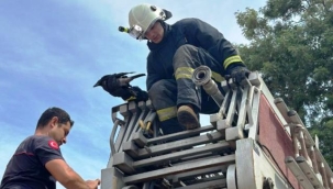 İtfaiyeden karga kurtarma operasyonu