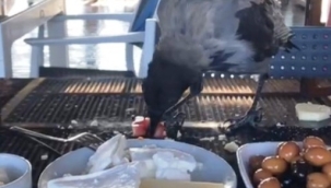 Restorana gelip kahvaltıya eşlik eden karga gülümsetti