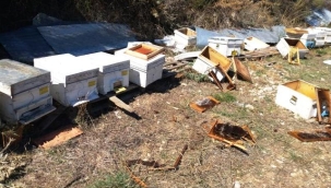 Aç kalan ayılar kovanları parçaladı