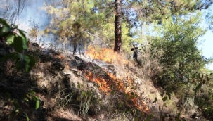Alanya'da çıkan yangında 1 hektar alan zarar gördü
