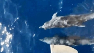 Alanya'da yunuslar tekne ile yarıştı, turistler o anları kaydetti