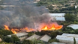 Alanya güne yangınla başladı: 2 dönüm alan yandı