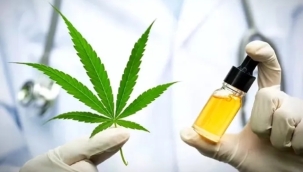 İlaç etkin maddesi üretimi amaçlı kenevir yetiştiriciliği kotaları belli oldu