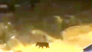 Sürü halindeki domuzlar mahalleye indi