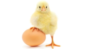 Tarım ve Orman Bakanlığı uyardı: Yumurta ve tavuk eti yıkanmalı mı?