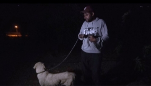 Alanya'da avokadoyu dikenli tel ve çoban köpeği ile koruyorlar