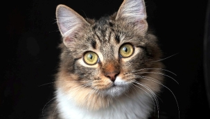 Alanya'da çivili tahta ile kedilere zarar veren yabancı jandarmadan kaçamadı