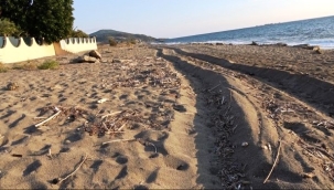 Alanya'da kum zambakları iş makinesiyle yok edildi
